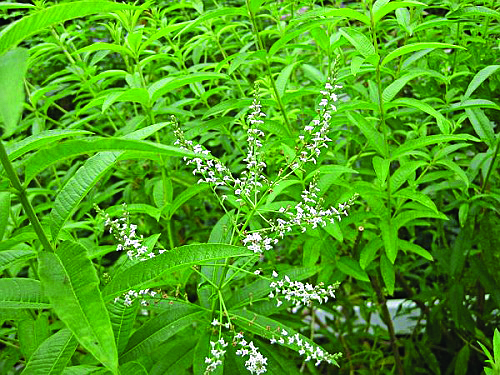 lemon verbena (Aloysia triphylla)