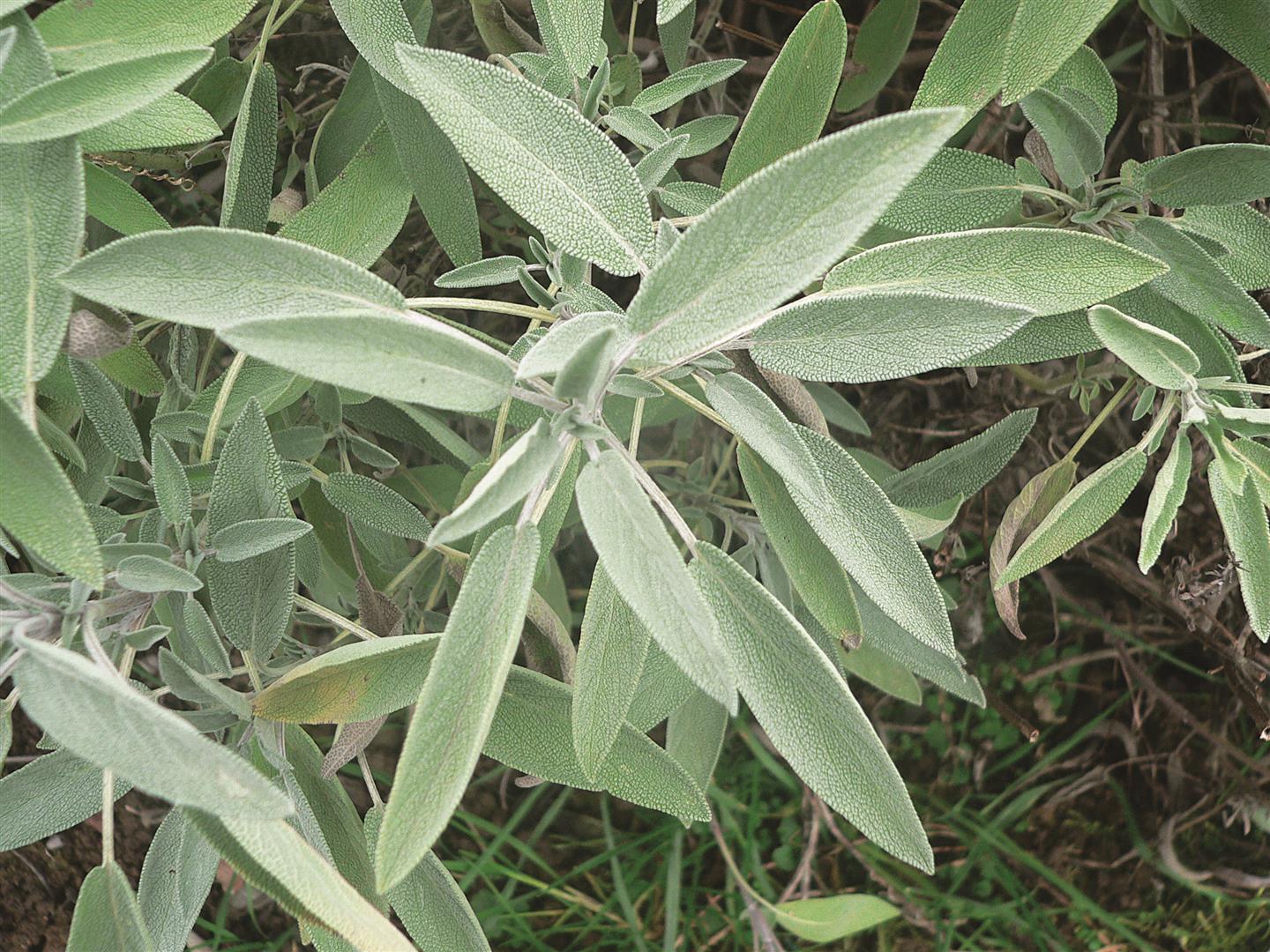 ΦΑΣΚΟΜΗΛΟ_Salvia_officinalis_p1150381