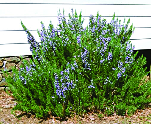 δεντρολίβανο